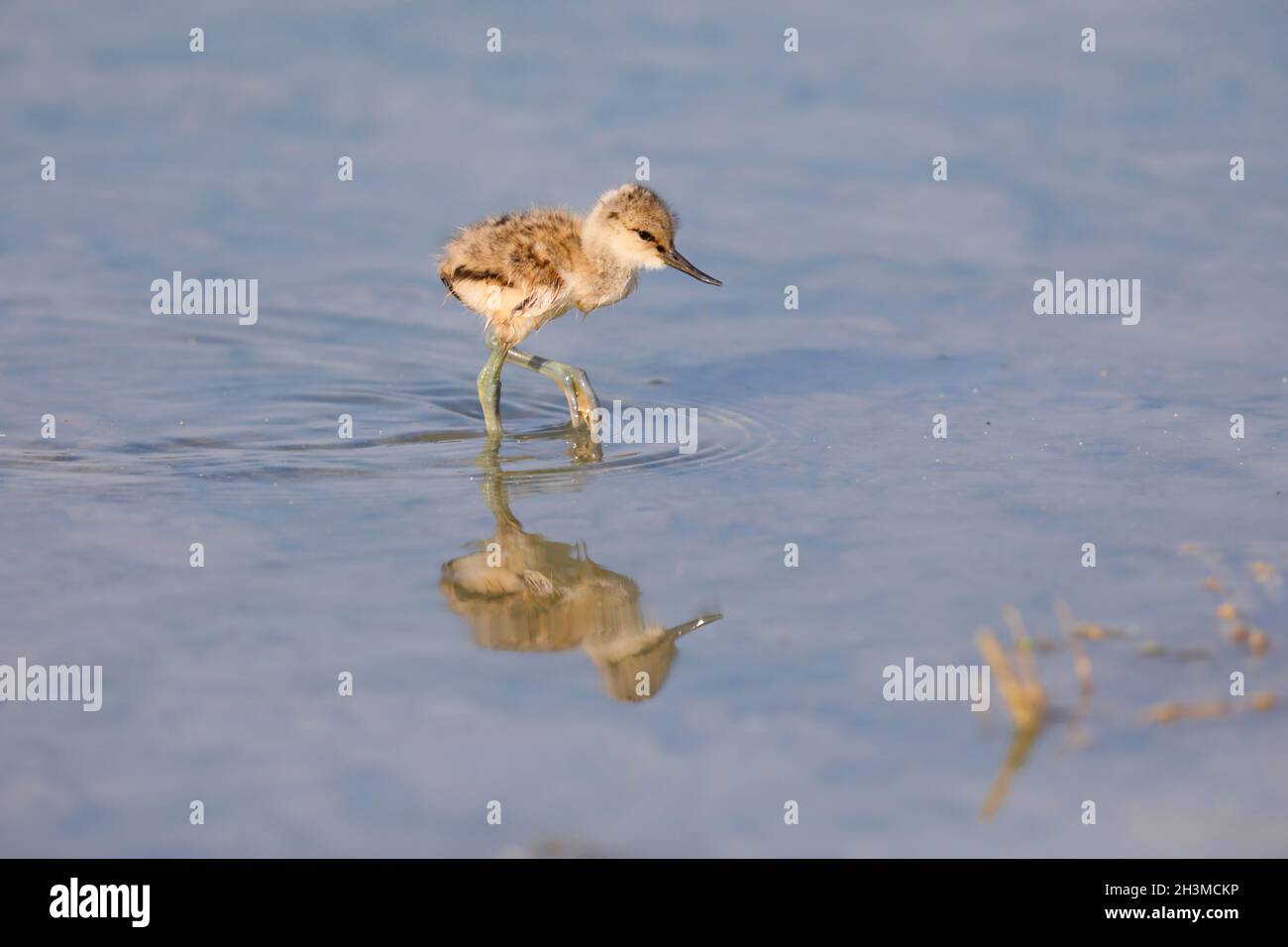 A few days old Avocet chick (Eurasian Avocet / Pied Avocet / Recurvirostra avosetta) feeding in a still lagoon Stock Photo