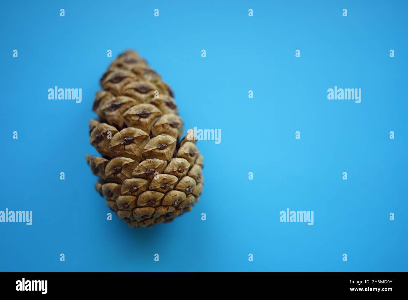 one pine cone on a blue paper table. Stock Photo