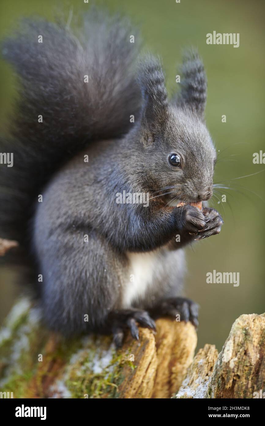 Squirrels Stock Photo