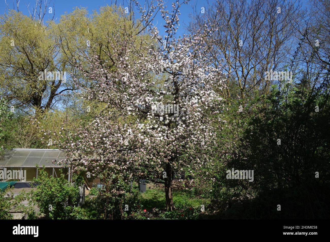 Malus domestica Boskoop, Apple Stock Photo