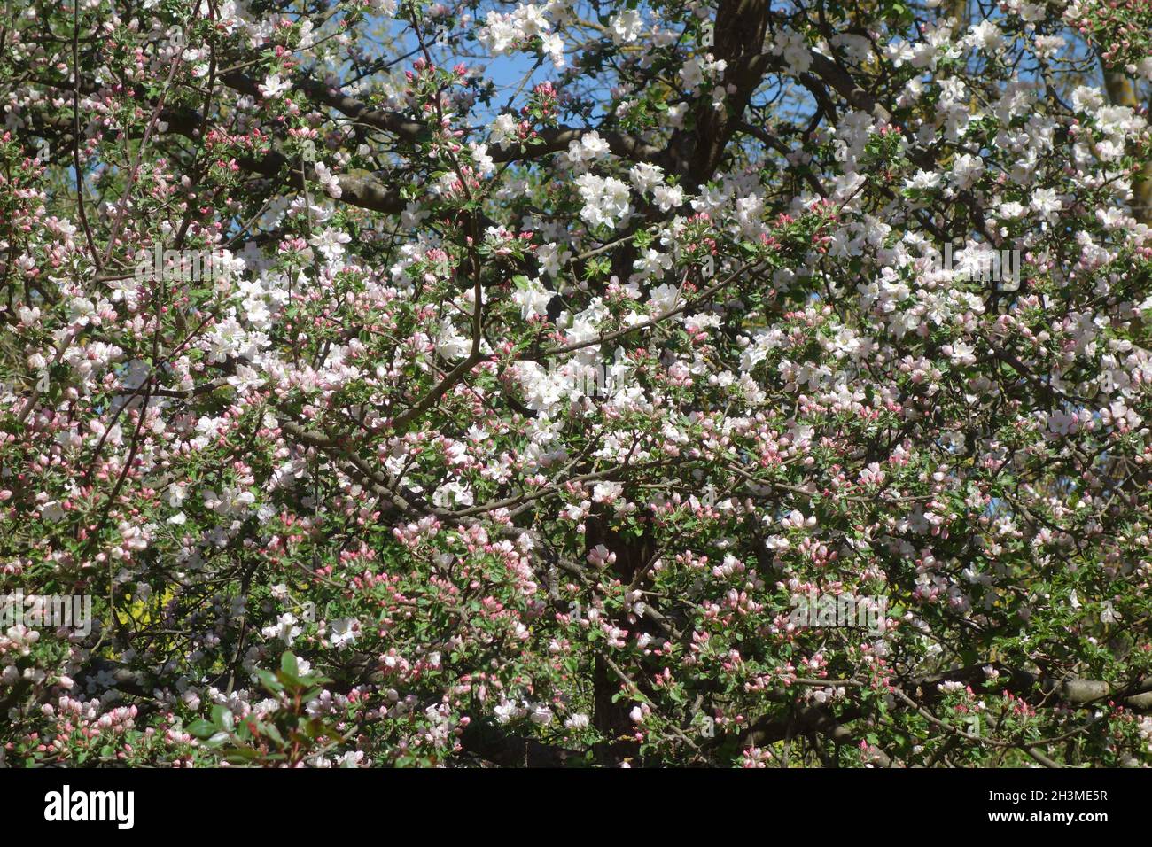 Malus domestica Boskoop, Apple Stock Photo