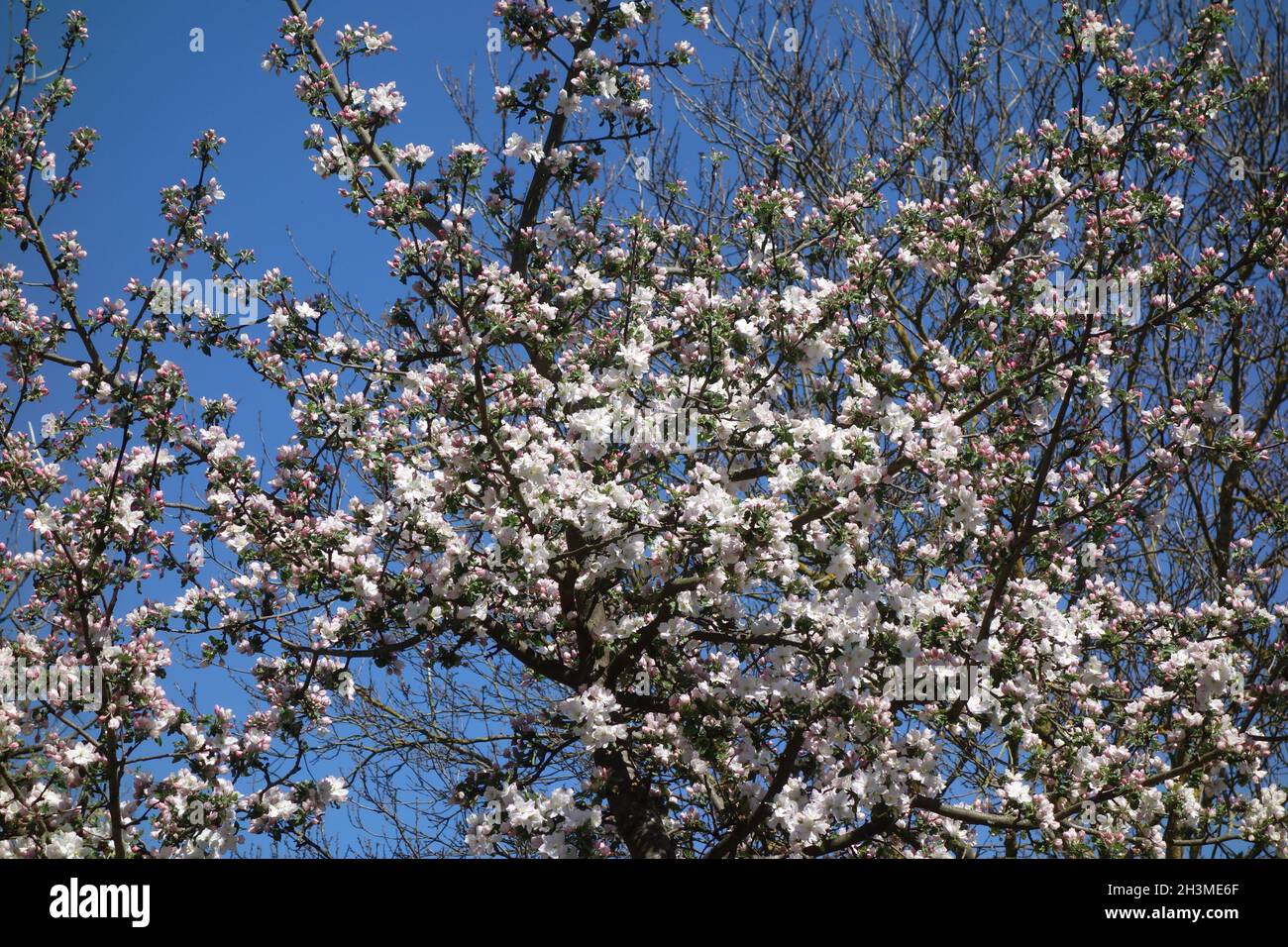Malus domestica Boskoop, Apple Stock Photo