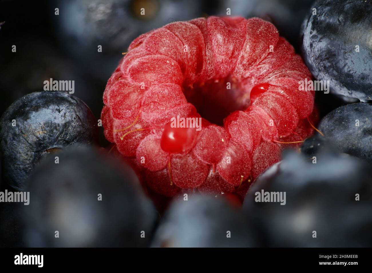 Macro Close Up Fruit Stock Photo - Alamy