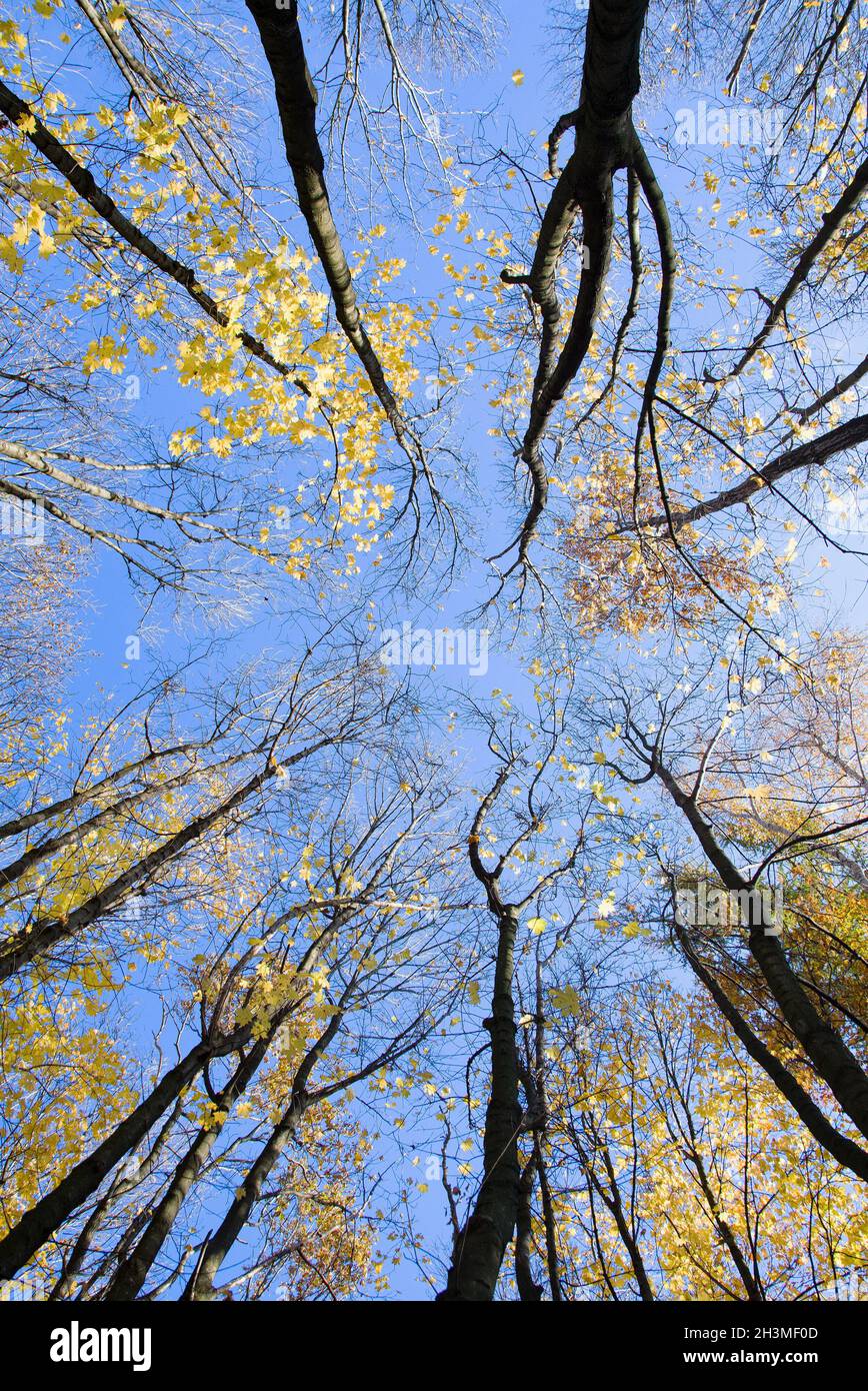 Tops trees hi-res stock photography and images - Alamy