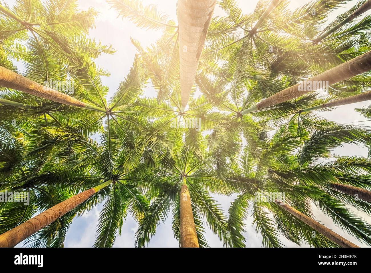 Palm trees on a tropical island Stock Photo