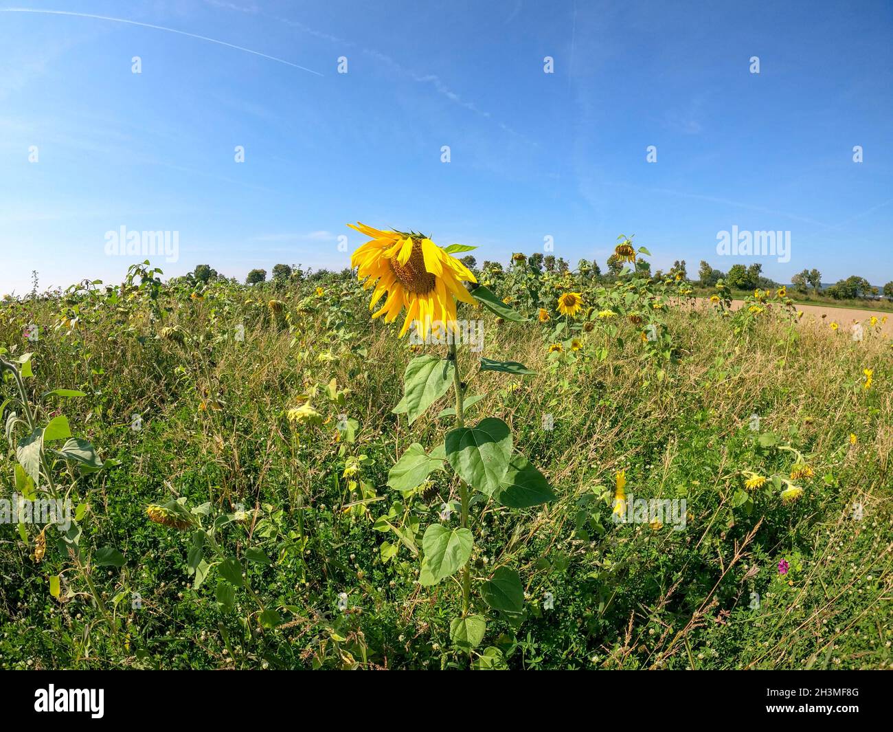 Beautiful shot of a sunflower in the field on a sunny day Stock Photo ...
