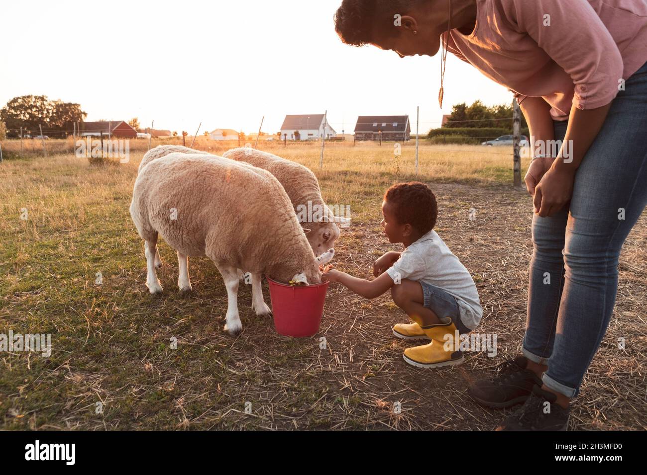 Mother looking at son crouching by sheep eating from bucket on field Stock Photo