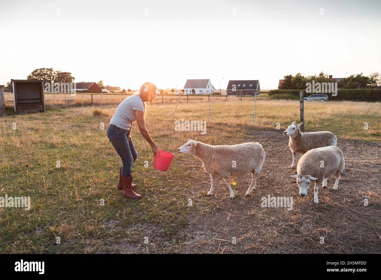 Senior female farmer feeding sheep from bucket on field Stock Photo