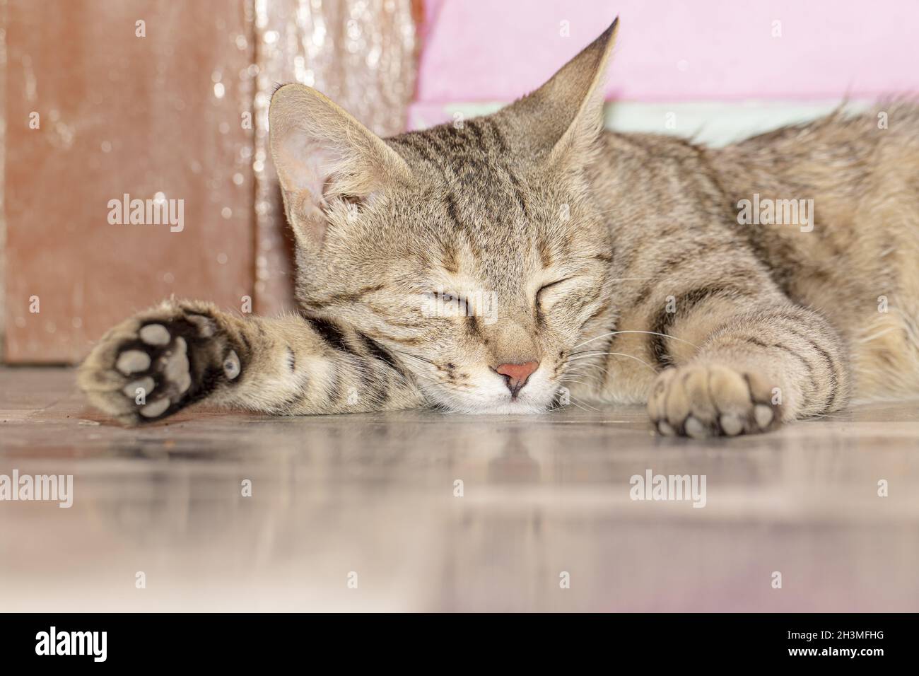 Adorable gray cat sleeping on the floor in daylight Stock Photo - Alamy