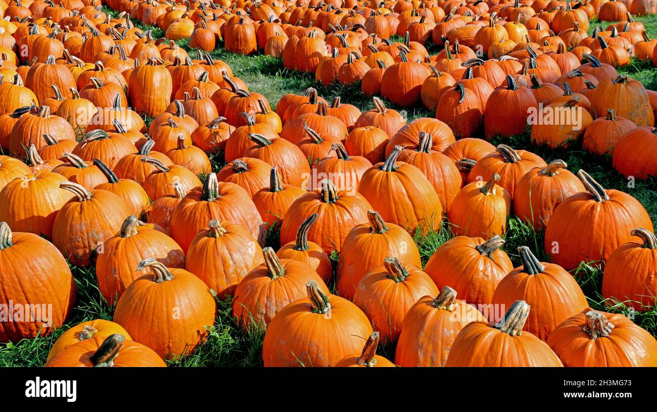 Ripe pumpkins on the ground outside Stock Photo - Alamy