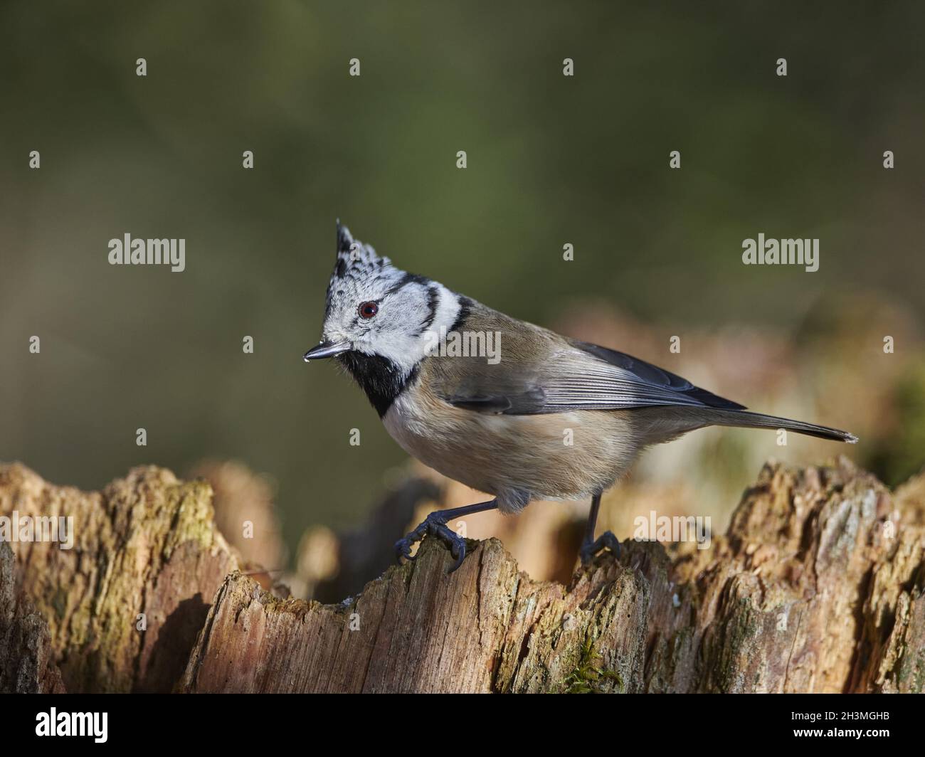 Crested Tit Stock Photo