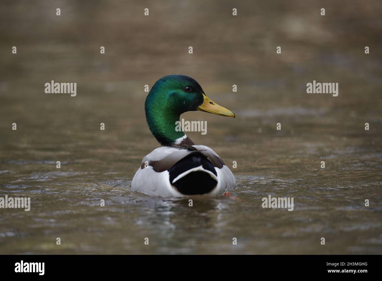 Mallard duck Stock Photo