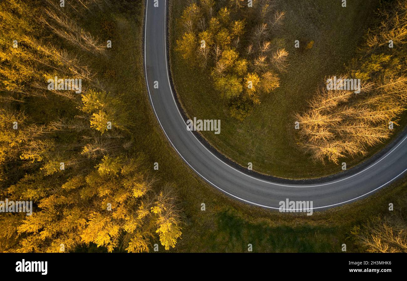 Drone view of curvy asphalt roadway running between wild lands with high trees covered with bright yellow foliage in fall season in Reykjavik Stock Photo