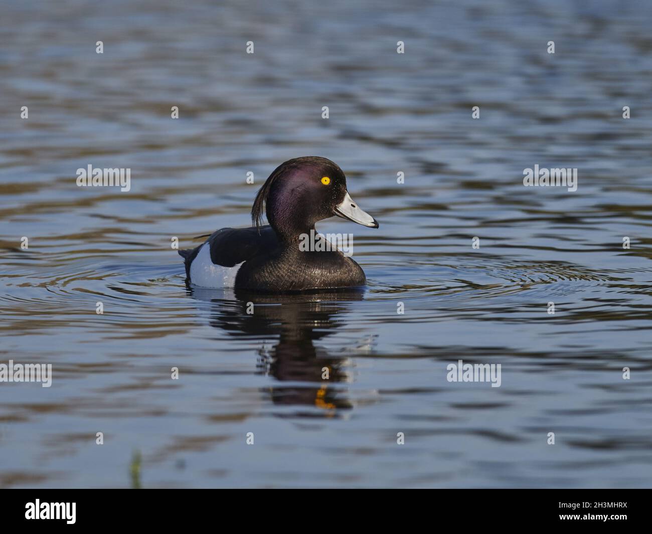 Tufted Duck Stock Photo