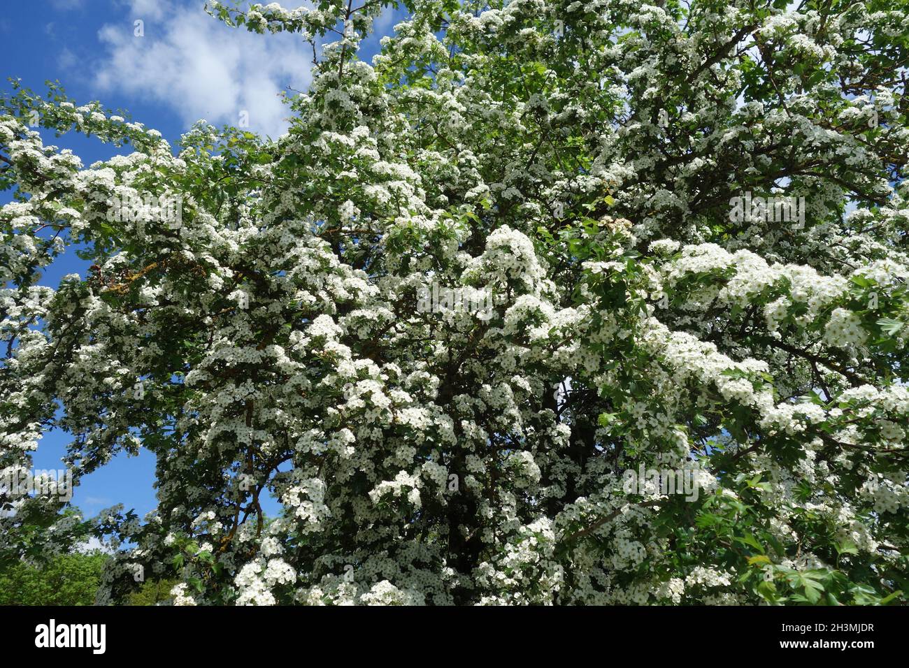 Crataegus monogyna, Common Hawthorn Stock Photo