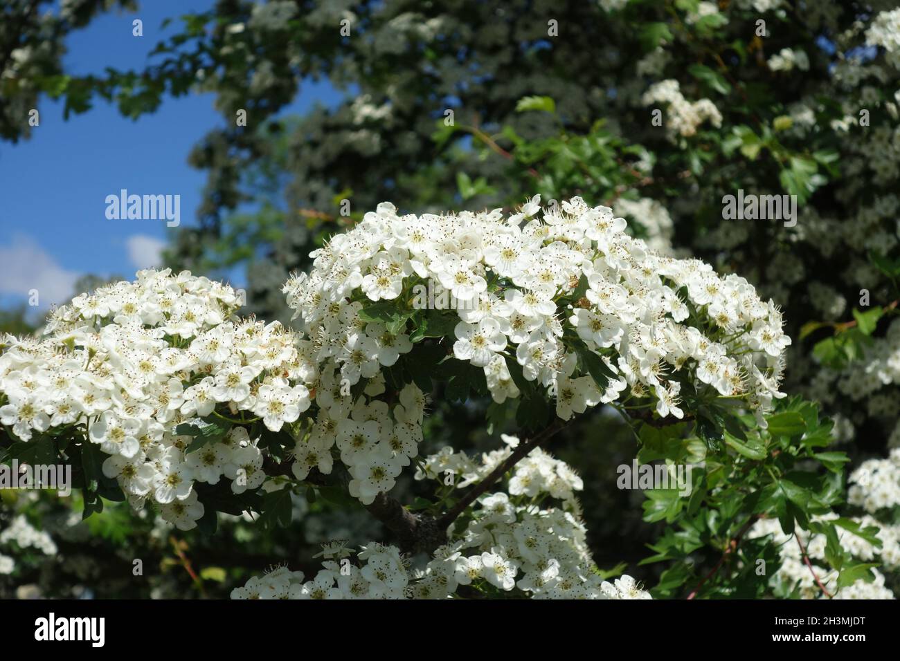 Crataegus monogyna, Common Hawthorn Stock Photo
