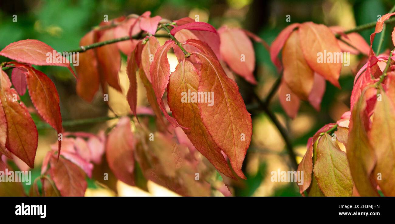 Beautiful autumn background is with the sprig of spindle tree Euonymus europaeus Stock Photo
