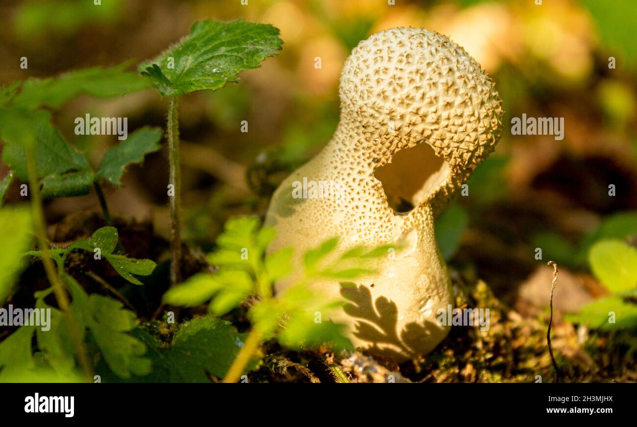 Mushroom raincoat in the autumn forest in sunny weather Stock Photo