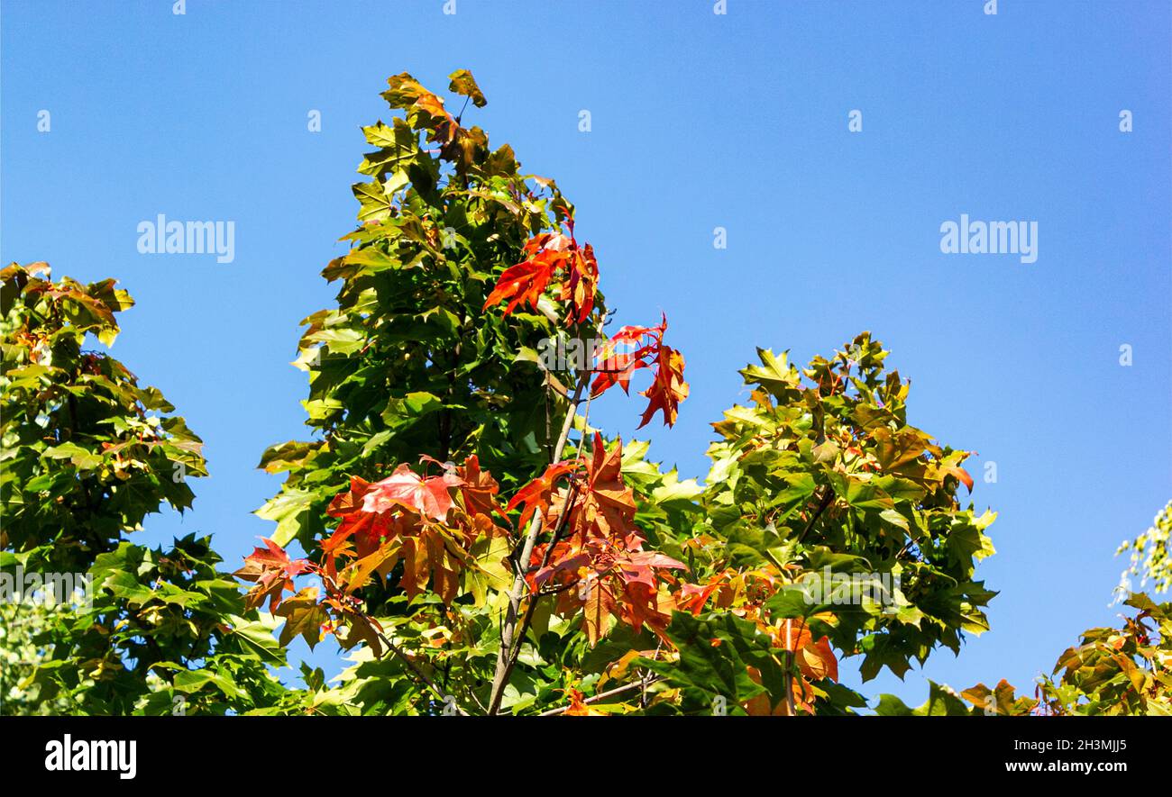 Autumn leaves with the blue sky background Stock Photo - Alamy
