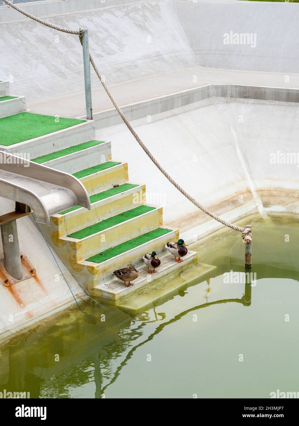 Contemplating a Swim: Three ducks, two males and a female seem to contemplate taking a dip in a partially emptied swimming pool with a bit of rather green water in it. Stock Photo