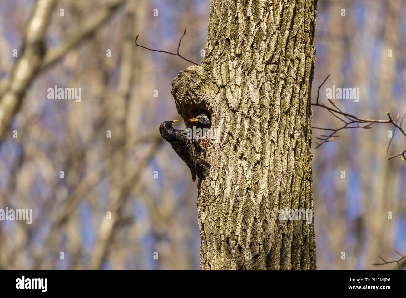 Bird. Every spring, European starlings nesting in the trees of city parks in Wisconsin Stock Photo