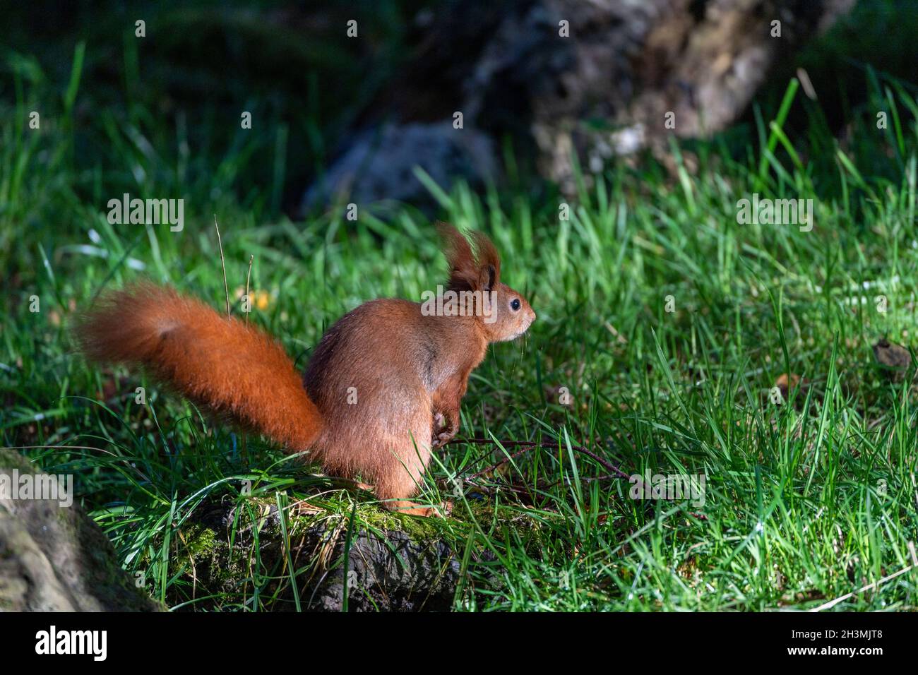 A red squirrel (Sciurus vulgaris) sits on a tree stump in its enclosure at the British Wildlife Centre in Surrey, England Stock Photo