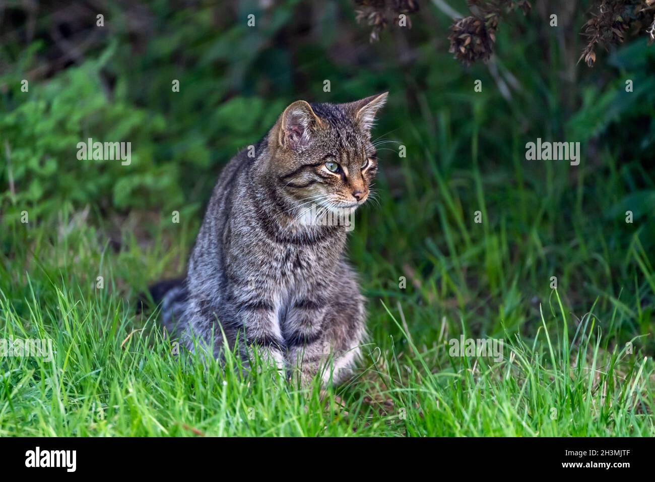 A Scottish Wildcat watches from the long grass of its enclosure at the British Wildlife Centre in Surrey Stock Photo