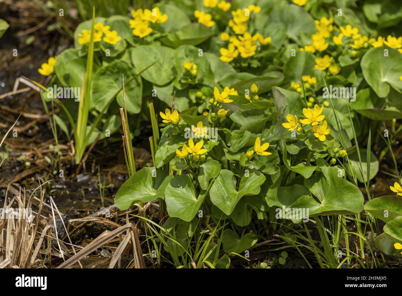 Marsh-marigold is a small to medium-sized perennial herb Stock Photo