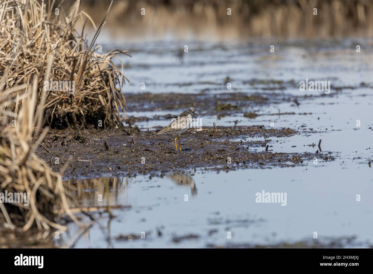 The lesser yellowlegs (Tringa flavipes) in natural conservation area. Stock Photo