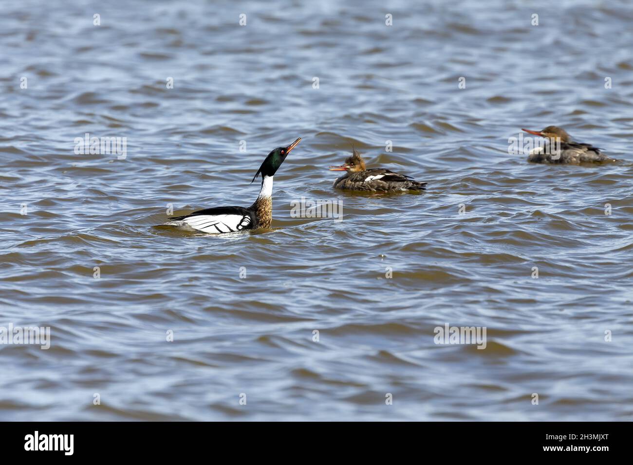 Red breasted merganser.  Breeding season when the drake is looking for a hen. Stock Photo