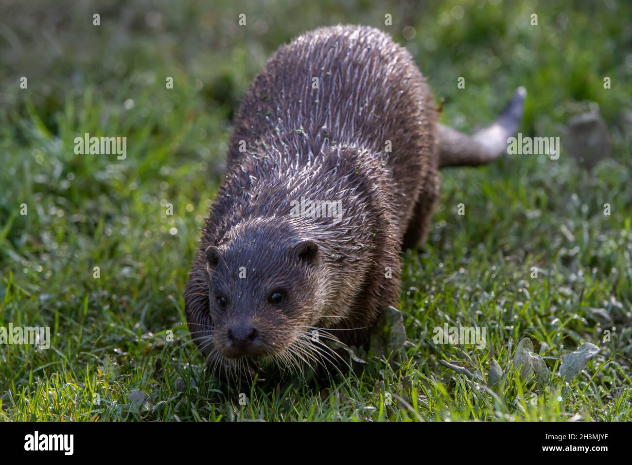 A European Otter bounds across a grassy bank at the British Wildlife Centre in Surrey, England Stock Photo
