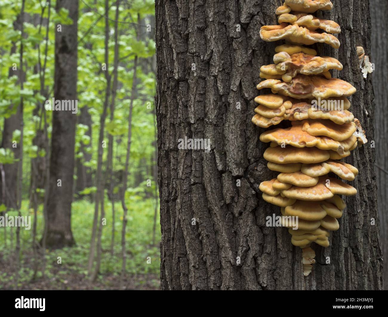 Spring edible mushroom (Laetiporus sulphureus) - grows on the tree, looks like yellow hub. Stock Photo