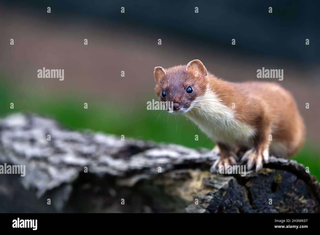 A Stoat perched on a log in its enclosure at the British Wildlife Centre in Surrey, England Stock Photo