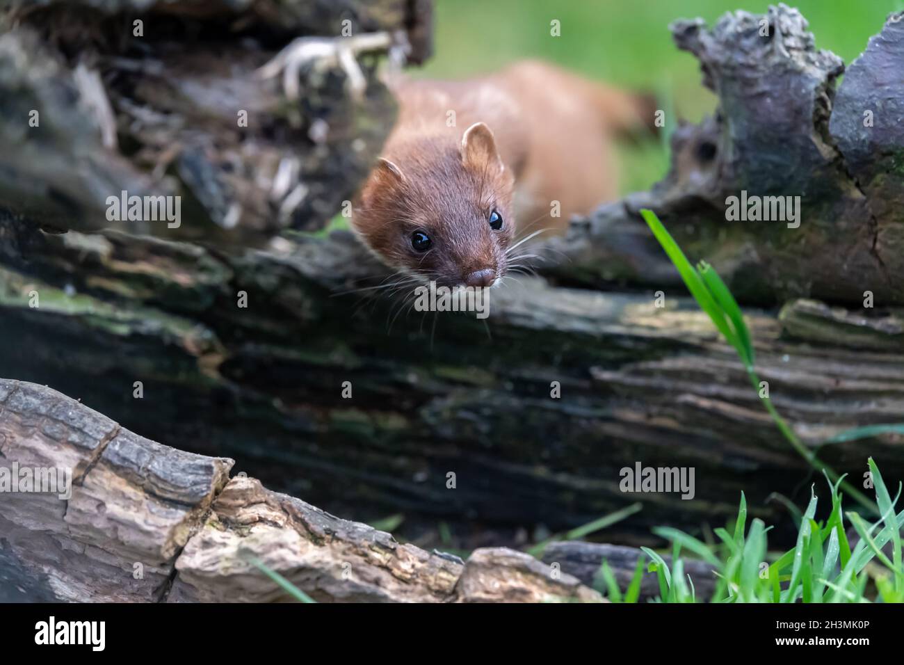 A Stoat carefully investigates a crack in a log at the British Wildlife Centre in Surrey Stock Photo