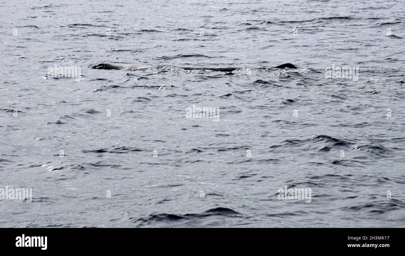 Sperm whale azores boat hi-res stock photography and images - Alamy