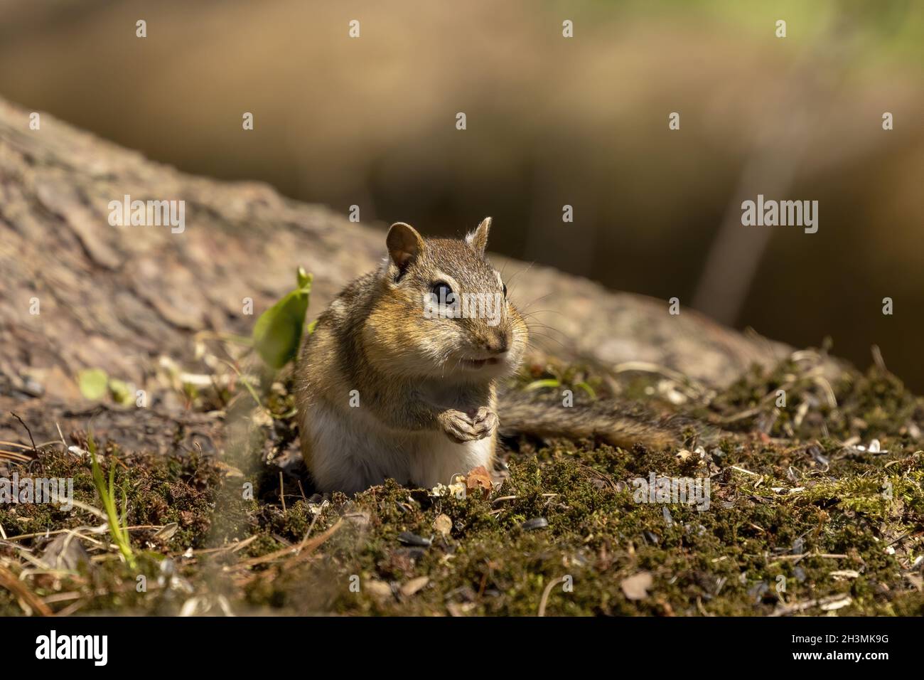 The eastern chipmunk is rodent  species living in eastern North America Stock Photo