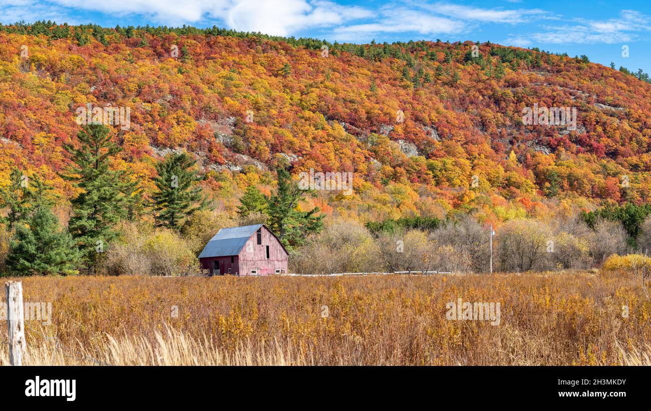 Faded Red Barn in Nature's Fall Glory: The faded red paint of an old barn stands in stark contrast to the saturated colours of the hillside leaves Stock Photo