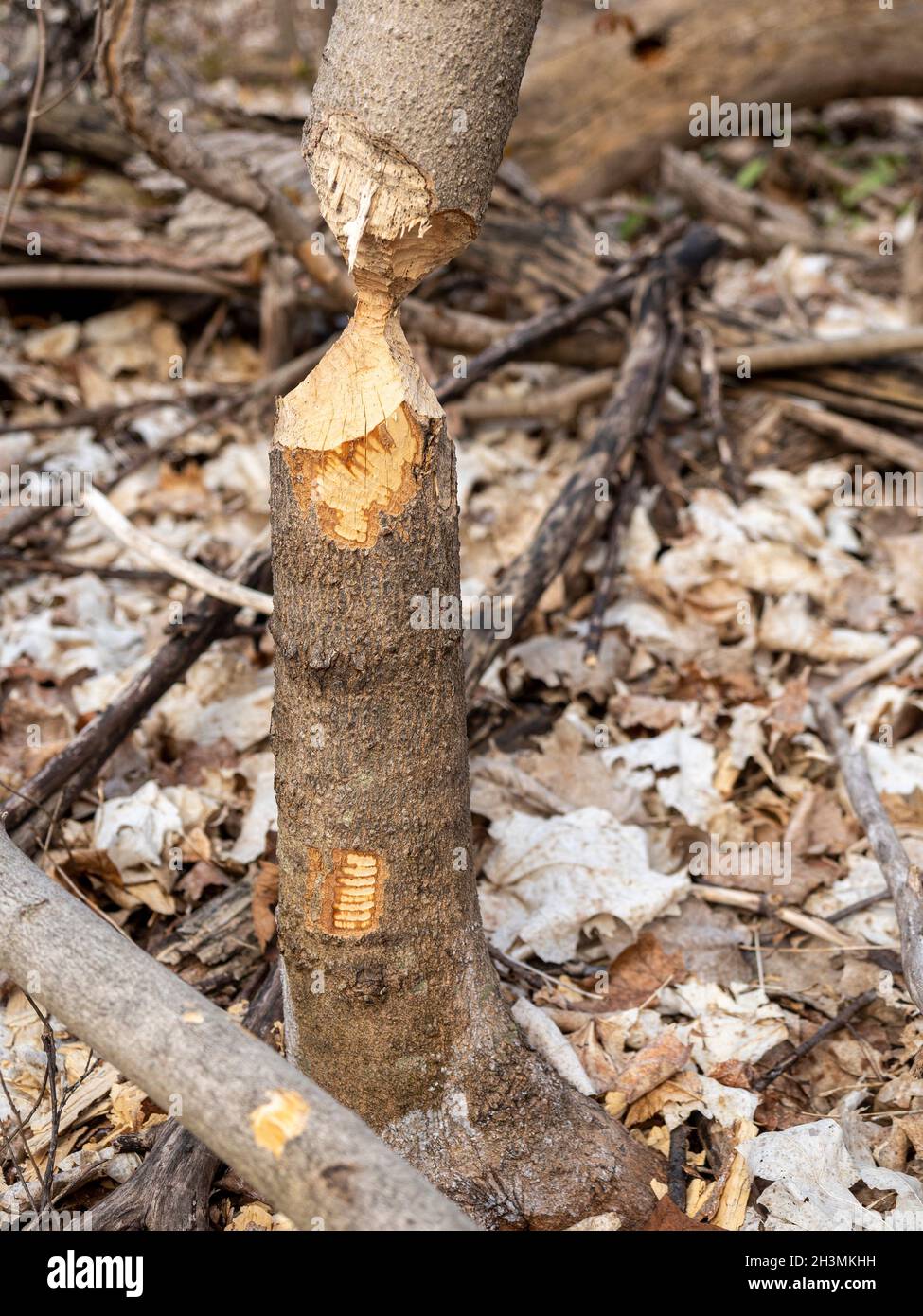 Almost: A sapling almost cut through by a Beaver: A small tree trunk chewed by a beaver until it is about to fall.  Still standing until the next cutting session. Stock Photo