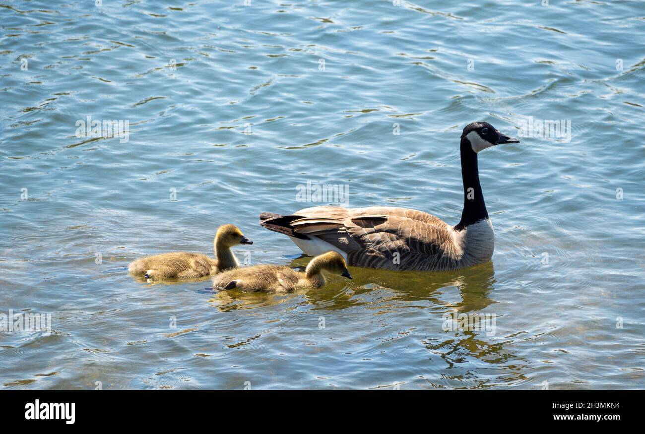 Adult Supervision: Canada Goose and two Goslings: An adult Canada Goose escorts a family of 2 young geese on a swim in a park pond. Stock Photo