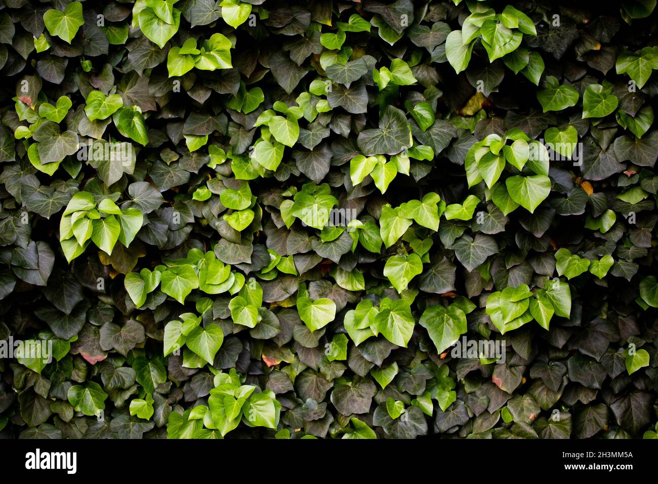 Green floral background or texture. Green ivy plant hedge. Alternating