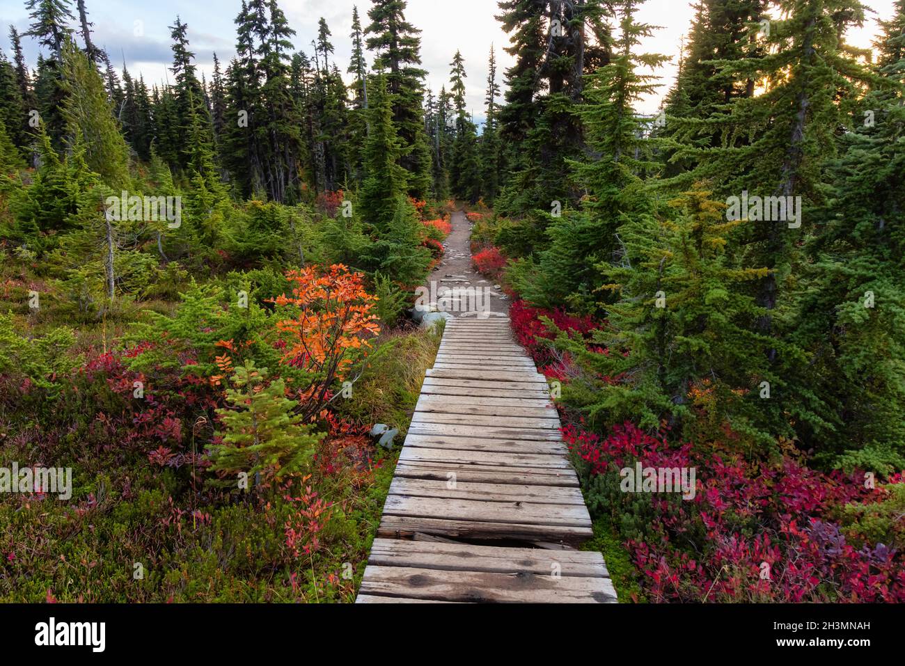 Hiking trail outdoors in Canadian nature Stock Photo - Alamy