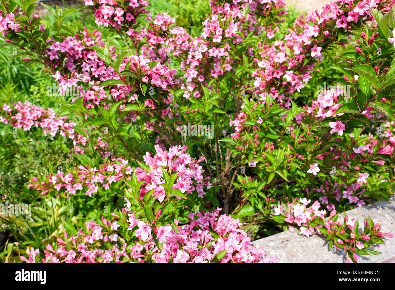 weigela flowering in summer Stock Photo Alamy