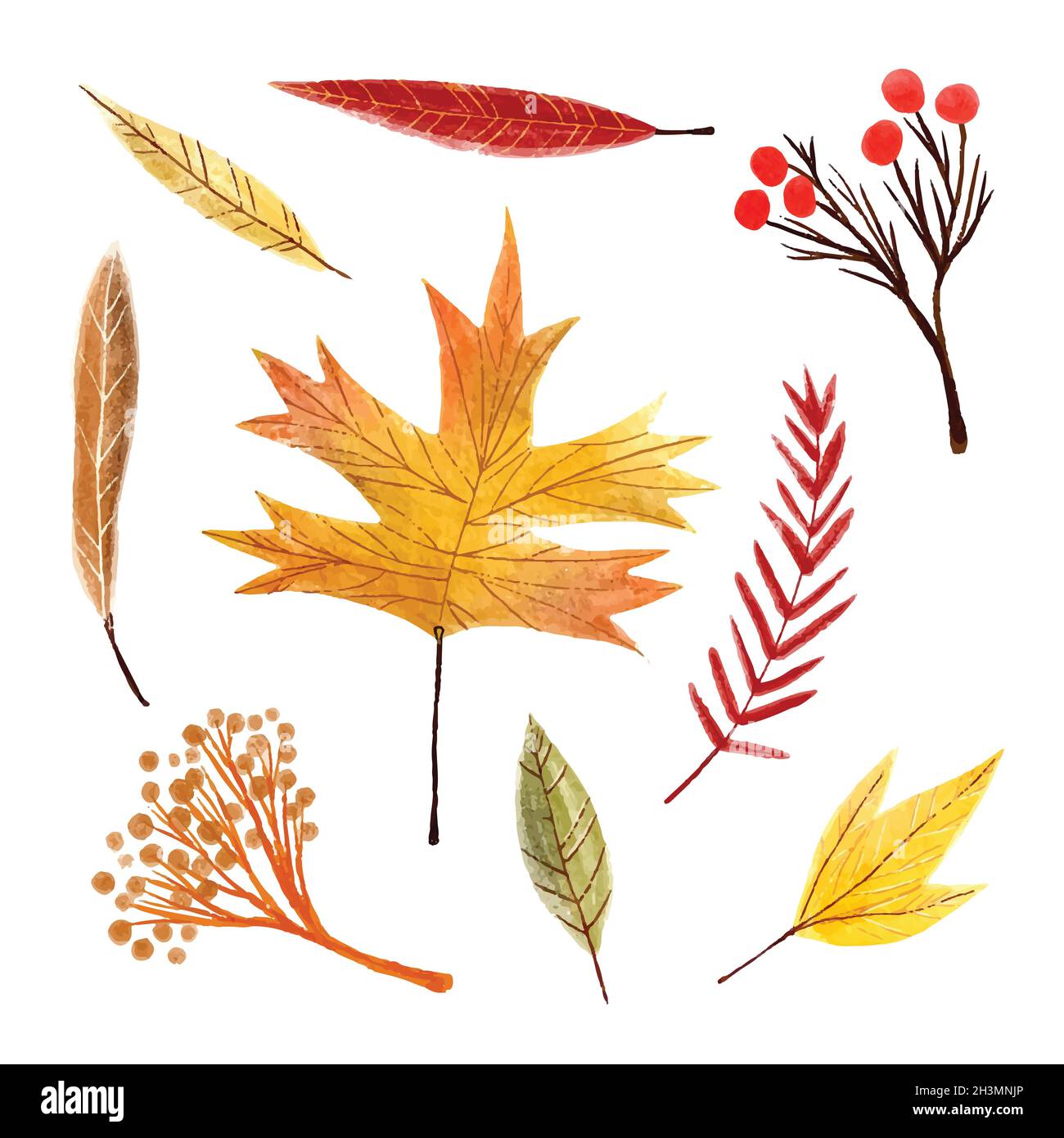 watercolor autumn leaves collection vector design illustration Stock ...