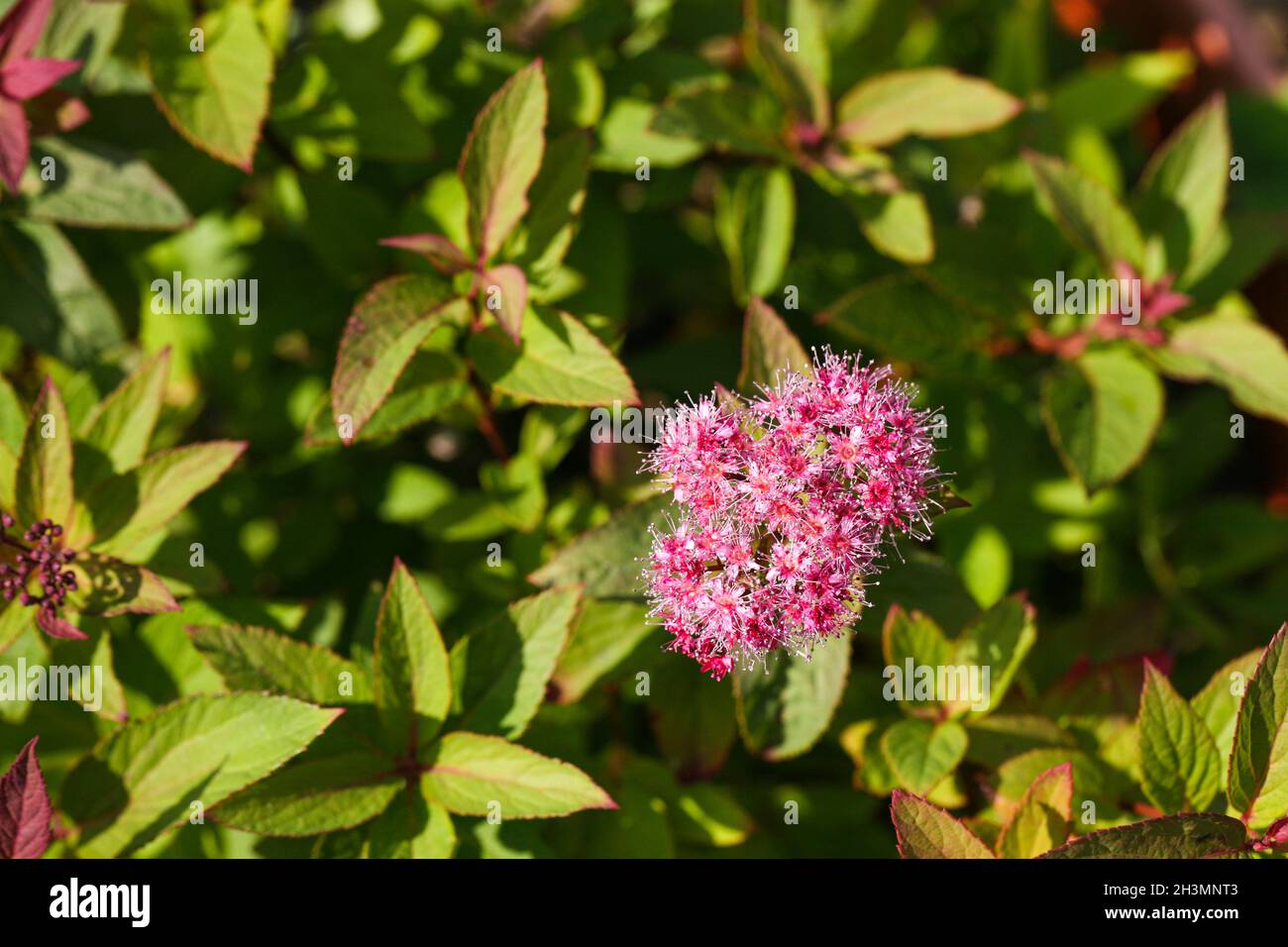 spirea flowering in summer Stock Photo