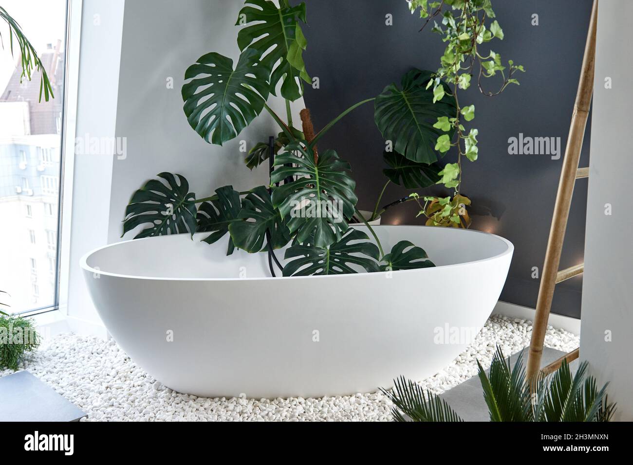 philodendron atabapoense 中文 Philodendron atabapoense – Carnivero main image 1