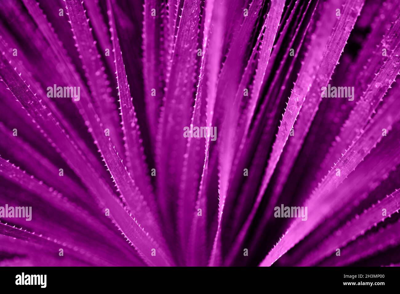 Selective focuse aloe close up background toned purple Stock Photo