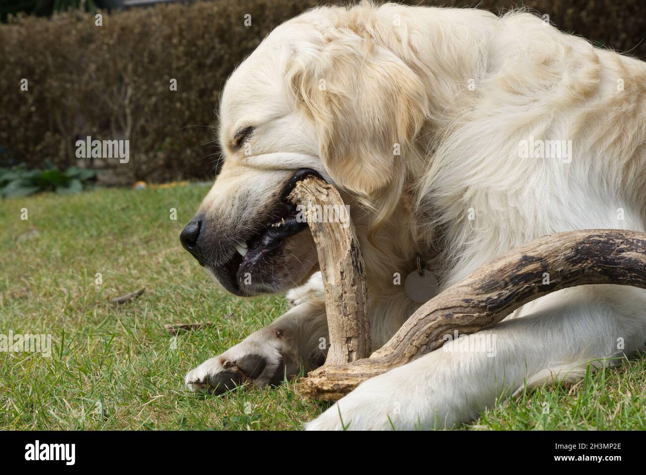 Golden Retriever dog enjoying chewing on a wooden stick. Lying on grass lawn Stock Photo