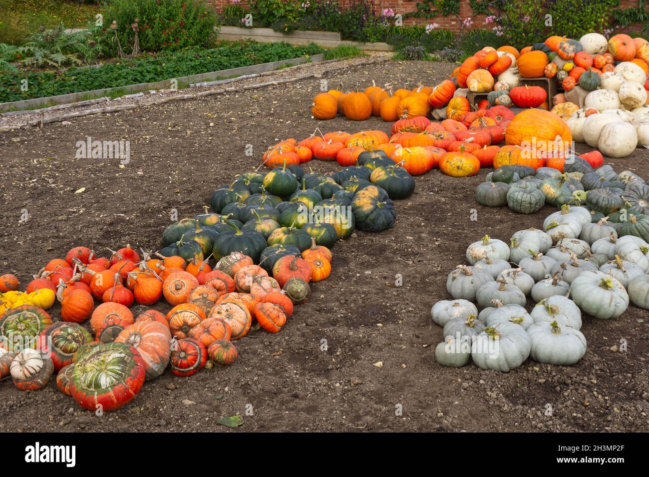 Colourful mixture of varieties of Pumpkins on ground Stock Photo