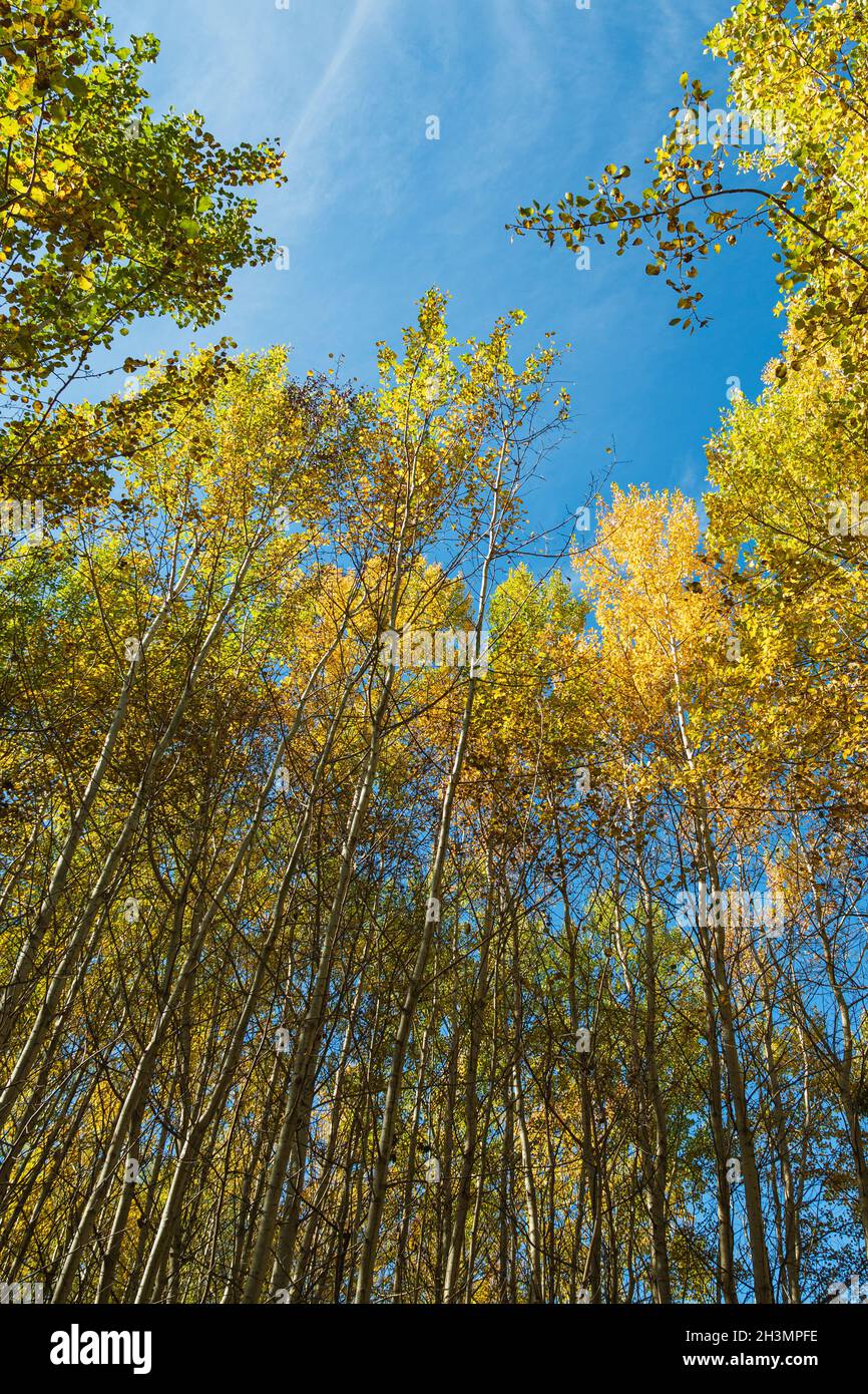 Thin tree trunks hi-res stock photography and images - Alamy