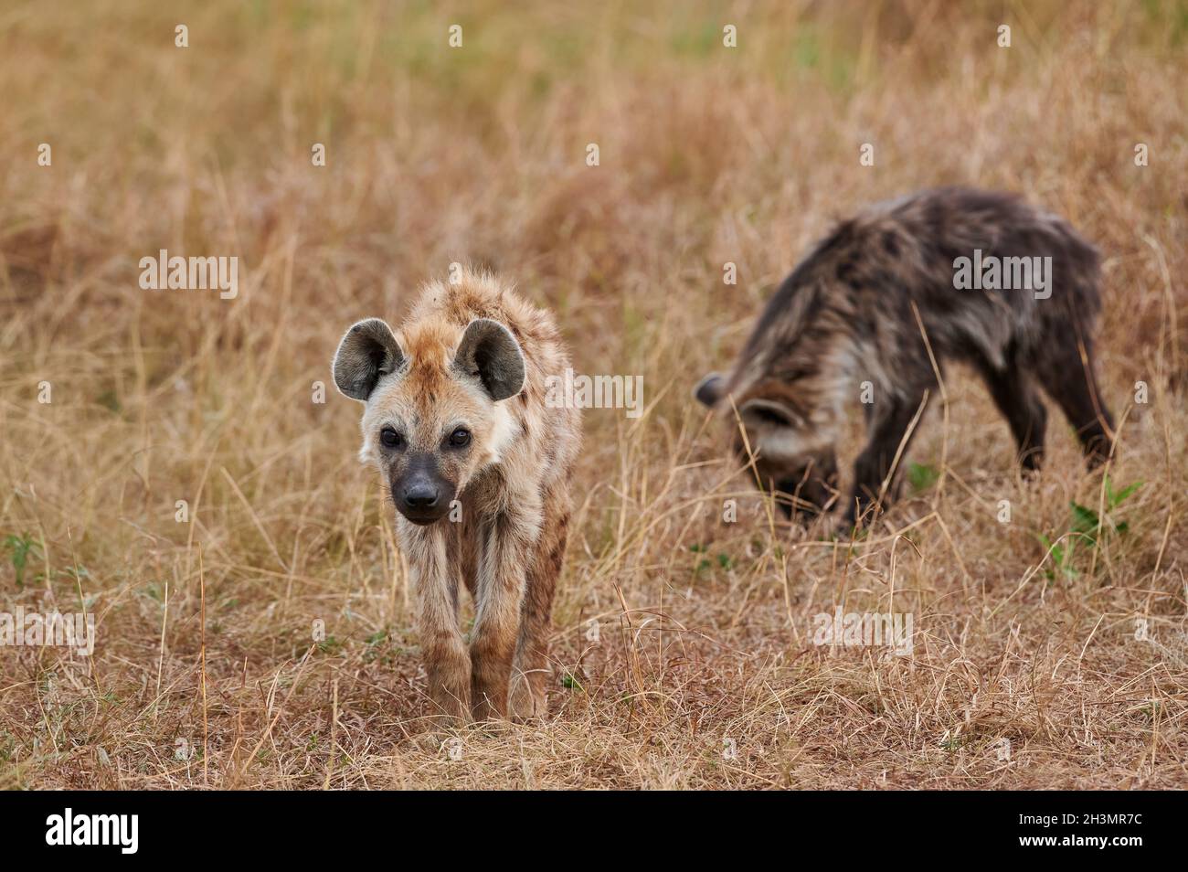 Spotted hyena puppys (Crocuta crocuta) at den in Serengeti National Park, UNESCO world heritage site, Tanzania, Africa Stock Photo